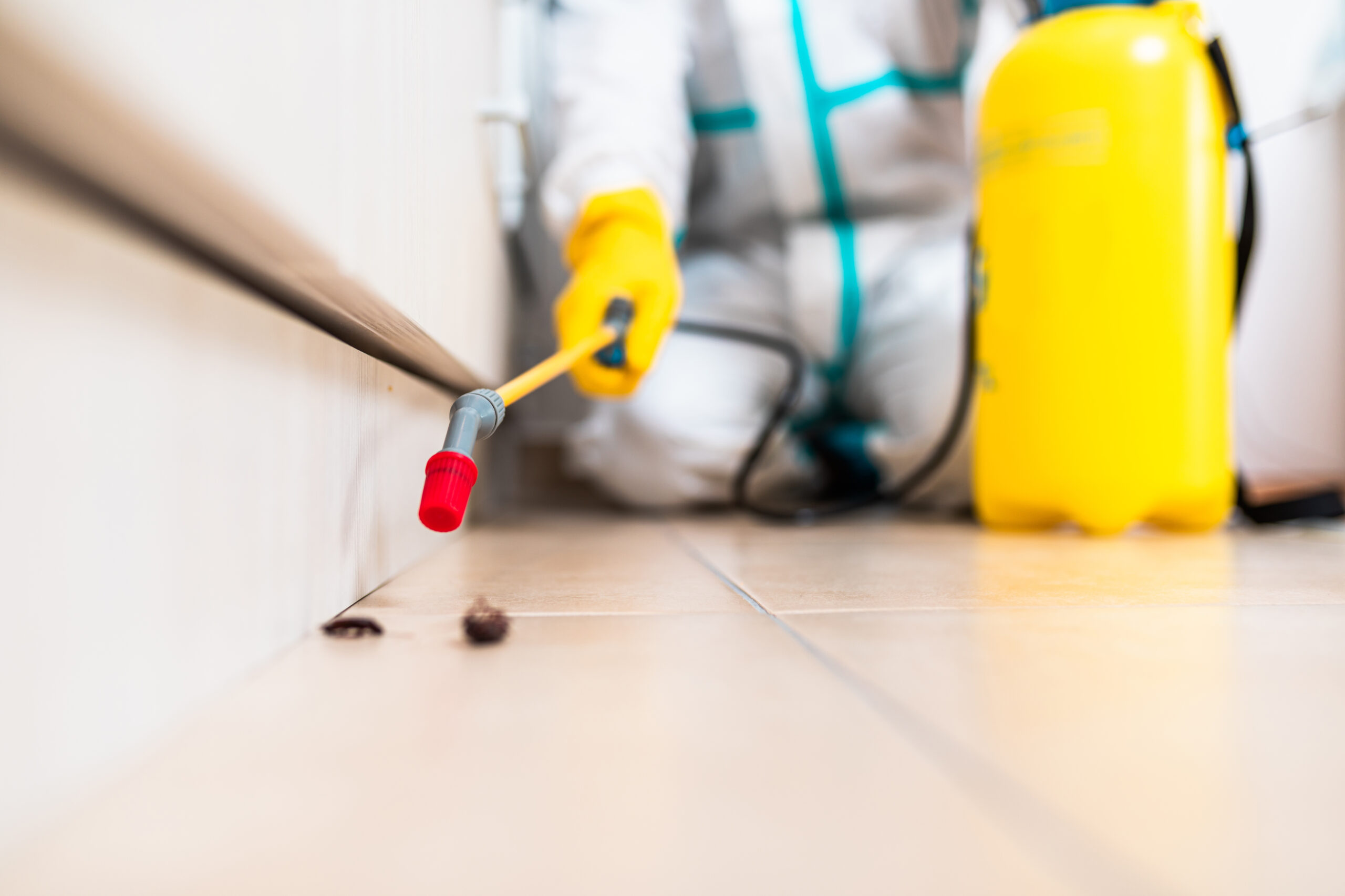 Palm Coast Cockroach Extermination Experts